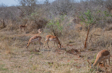 Impalas auch Schwarzfersenantilope oder Schwarznasenimpala genannt, im Busch vom Krüger National...