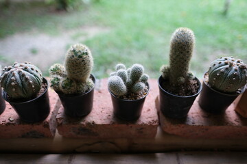 A row of cacti in black pots are lined up on a brick wall