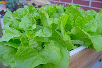 Vibrant green lettuce thrives in a wooden planter, showcasing the potential of urban gardening and...