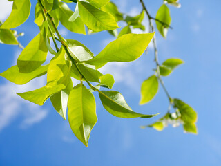 Gros plan ou macro des feuilles d'un citronnier en été.