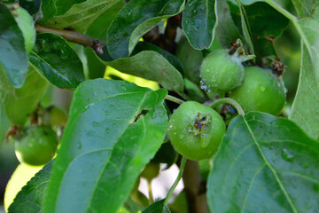 Close-up of green apples growing on a tree branch with water droplets on leaves