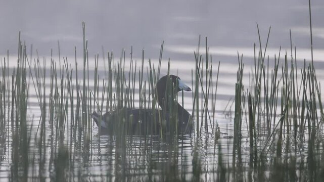 American coot (Fulica americana) swims through shallow reeds of Antelope Lake, catching a dragonfly in slow motion on a foggy morning.

