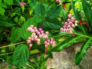 Delicate pink and white flowers of the Bleeding Heart Vine bloom gracefully, with heart-shaped...