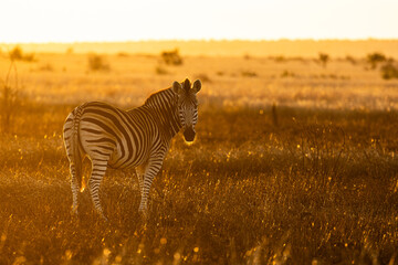 a zebra silhouette in golden light