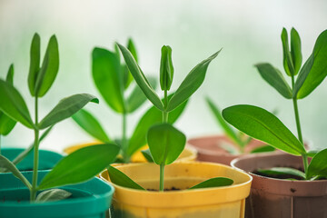 Fresh eustoma seedlings thriving in vibrant, colorful pots on a bright windowsill, highlighting the...