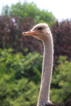 Ostrich Head and Neck