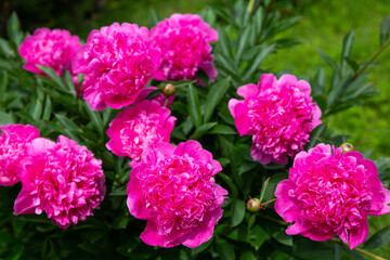 Bright pink peony bush in full bloom, lush layered petals, rich green leaves, romantic summer flower garden, symbol of nostalgia and Soviet heritage, seasonal nature beauty, floral abundance