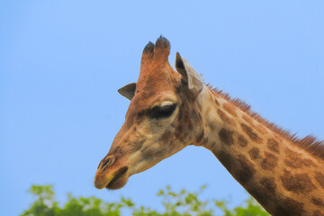 Obraz premium Giraffe Profile Against Blue Sky