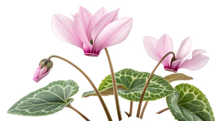 Fototapeta premium Cyprus cyprus cyclamen cyclamen cyprium isolated on white background PNG. AI GENERATED
