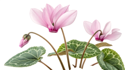  Cyprus cyprus cyclamen  cyclamen cyprium  isolated on white background PNG. AI GENERATED