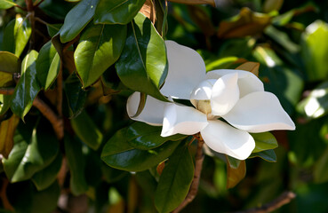 Large white Magnolia grandiflora flower in the park
