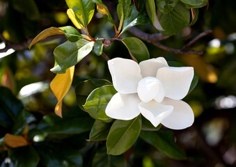 Large white Magnolia grandiflora flower in the park
