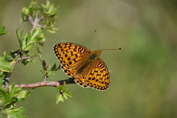 dark green fritillary butterfly (Speyeria aglaja)