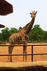 Giraffe in a Zoo Enclosure