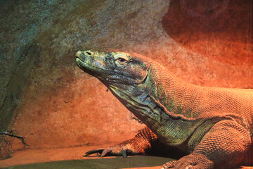 Komodo Dragon