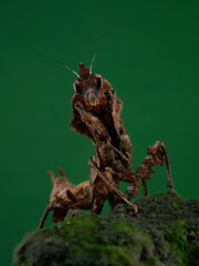 This detailed close-up reveals a brown mantis, likely a leaf or bark mimic, with prominent compound eyes and intricate textured body. Its sharp, raptorial forelegs are poised, 18 juny 2025 Indonesia