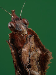 This detailed close-up reveals a brown mantis, likely a leaf or bark mimic, with prominent compound eyes and intricate textured body. Its sharp, raptorial forelegs are poised, 18 juny 2025 Indonesia