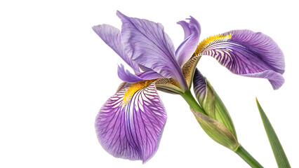 Croatia iris croatica  iris croatica  isolated on white background PNG. AI GENERATED