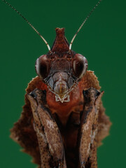 This detailed close-up reveals a brown mantis, likely a leaf or bark mimic, with prominent compound eyes and intricate textured body. Its sharp, raptorial forelegs are poised, 18 juny 2025 Indonesia
