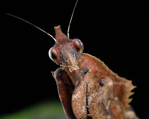 This detailed close-up reveals a brown mantis, likely a leaf or bark mimic, with prominent compound eyes and intricate textured body. Its sharp, raptorial forelegs are poised, 18 juny 2025 Indonesia