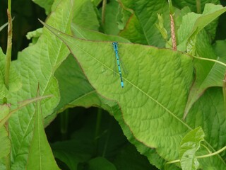 dragonfly on a leaf
