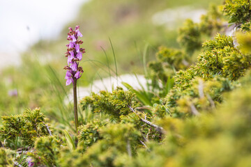 Stunning images of Orchis spitzelii, a rare wild alpine orchid. Perfect for botanical, editorial, or nature-related projects. High quality with exceptional detail.
