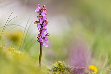 Stunning images of Orchis spitzelii, a rare wild alpine orchid. Perfect for botanical, editorial, or nature-related projects. High quality with exceptional detail.
