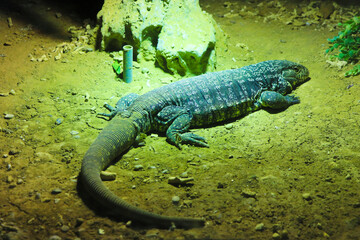 Argentine Black and White Tegu Lizard