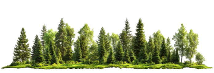 Lush Forest Landscape (1)