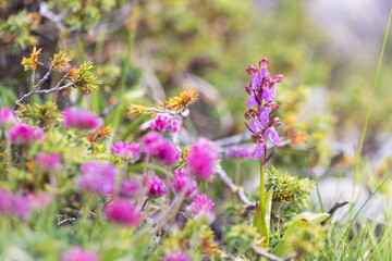 Stunning images of Orchis spitzelii, a rare wild alpine orchid. Perfect for botanical, editorial, or nature-related projects. High quality with exceptional detail.
