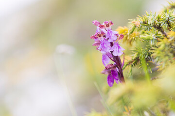 Stunning images of Orchis spitzelii, a rare wild alpine orchid. Perfect for botanical, editorial,...