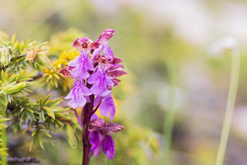 Stunning images of Orchis spitzelii, a rare wild alpine orchid. Perfect for botanical, editorial, or nature-related projects. High quality with exceptional detail.
