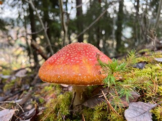 Red mushroom in the forest