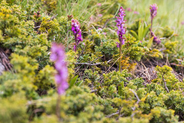 Stunning images of Orchis spitzelii, a rare wild alpine orchid. Perfect for botanical, editorial, or nature-related projects. High quality with exceptional detail.

