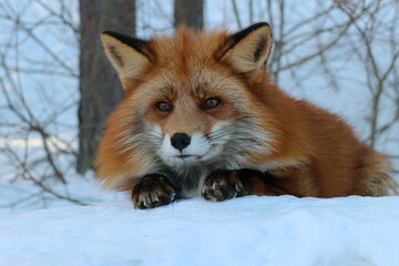 Close-up portrait of a red fox in the snow