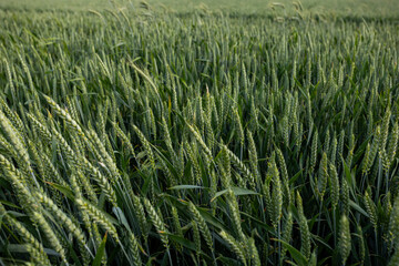 Close-up of green cereal ears in a dense field.