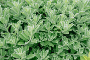 Close up small  green leaves. Natural background
