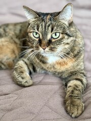 A Charming Tabby Cat Enjoys Relaxing on Soft and Cozy Bedding, Looking Perfectly Content. A beautiful tabby cat lounging gracefully on a cozy bed, showcasing its striking fur and serene demeanor
