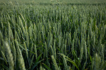 Close-up of green cereal ears in a dense field.
