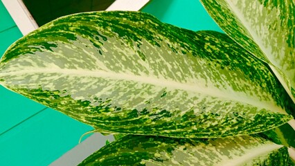 A single Aglaonema leaf captured in close up, highlighting its distinctive green and white pattern