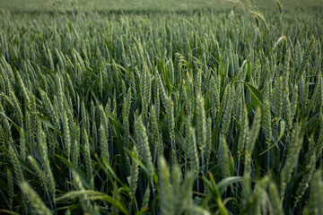 Close-up of green cereal ears in a dense field.