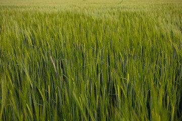 Close-up of green cereal ears in a dense field.