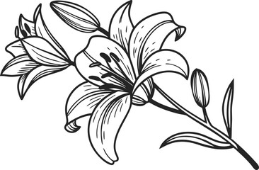 Elegant Lily Flower Illustration with Natural Details. Hand Drawn Lily Bloom Artwork for Floral Designs. Beautiful Lily Flower Drawing for Creative Projects. Minimalist Lily Flower Composition