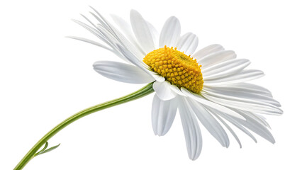 Russia  chamomile  matricaria chamomilla  isolated on white background PNG. AI GENERATED