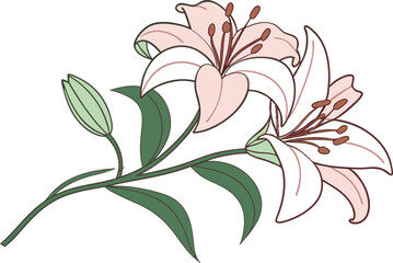 Elegant Lily Flower Illustration with Natural Details. Hand Drawn Lily Bloom Artwork for Floral Designs. Beautiful Lily Flower Drawing for Creative Projects. Minimalist Lily Flower Composition