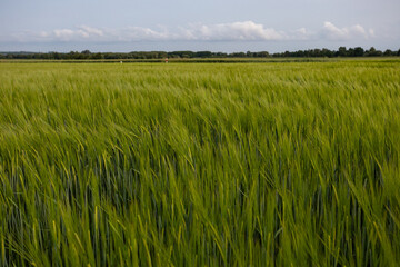Early summer or late spring farm scenery.