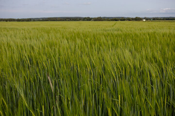 Early summer or late spring farm scenery.