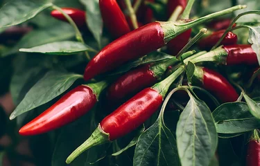  Red hot chili peppers and fresh red and green chili peppers isolated on white background © MstAngor