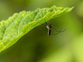 A close-up of a black-and-white striped mosquito perched on a green leaf, with a soft green background.