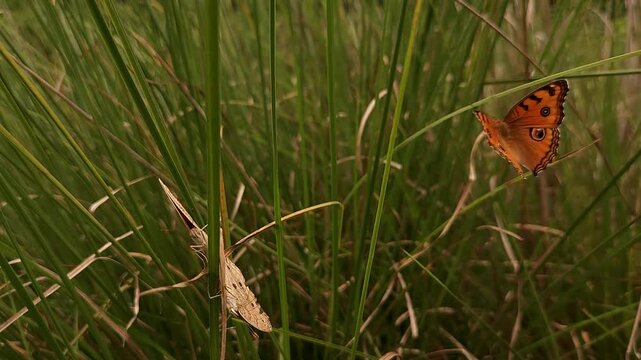 Macro shot of two male and female Junonia almana butterflies known as peacock pansy perch delicately mating in nature. love and life.

